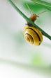 snail