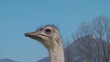 Neugieriger Strauß - Video - Curious Ostrich