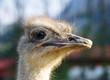 Vogel Strauß Kopf - Ostrich