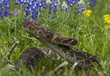 Eastern Diamondback Rattlesnake.