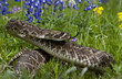 Eastern Diamondback Rattlesnake.