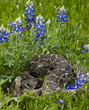 Eastern Diamondback Rattlesnake.