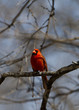 Cardinal