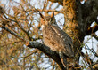 Great Horned Owl