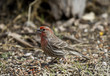 House Finch
