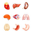 Human Internal Organs, vector Human Internal Organs, vector
