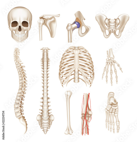 Vector: Human bones, vector set Human bones, vector set