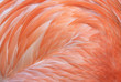 close up of caribbean flamingo feathers, africa close up of caribbean flamingo feathers, africa