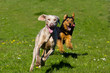 Weimeraner and Airedale cross running towards viewer
