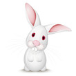 Little white rabbit