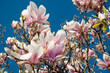 Spring Flowers