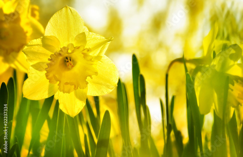 Foto: Frühlingsgelb Frühlingsgelb