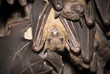 Bat