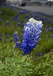 Blue Bonnet.