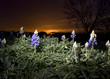 Blue Bonnets