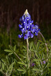 Blue Bonnets