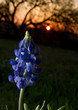 Blue Bonnets