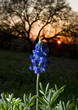 Blue Bonnets