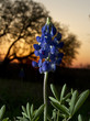 Blue Bonnets