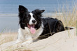 Bordercollie