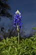 Blue Bonnets