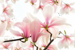 Magnolienblüten
