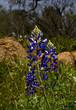 Blue Bonnets