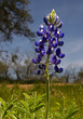 Blue Bonnets