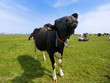 vache de bretagne