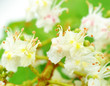 Baumblüte