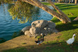Park Pond Ducks
