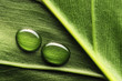Quadro Water drops on leaf