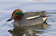 Eurasian Teal Eurasian Teal