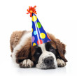 Saint Bernard Wearing a Polka Dot Birthday Hat