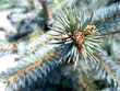 Bunch of cones