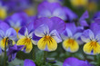 Viola 1