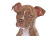 rednose pitbull puppy isolated on a white background