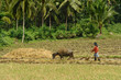 Asian primitive farming Asian primitive farming