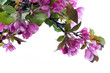 Foto: Kirschblüte im Frühling isoliert Kirschblüte im Frühling isoliert