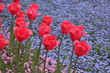 Tulip garden Tulip garden