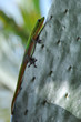 gecko auf kaktus hochkant@hawaii
