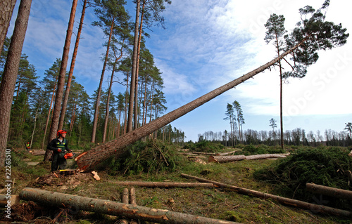 Foto: Deforestation Deforestation