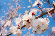 Flowers of an apricot Flowers of an apricot