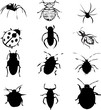 bugs