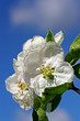 Apfelbaumblüte