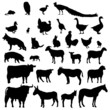 animales de granja animales de granja