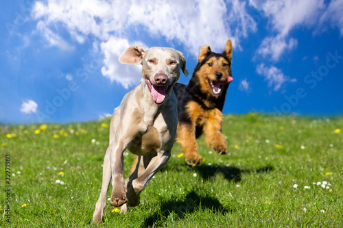 Two Happy Dogs Running Towards Viewer