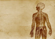 Body Illustration (from late 1800)