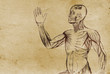 Anatomy Body Illustration (from late 1800)