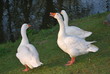 Gänse Gänse